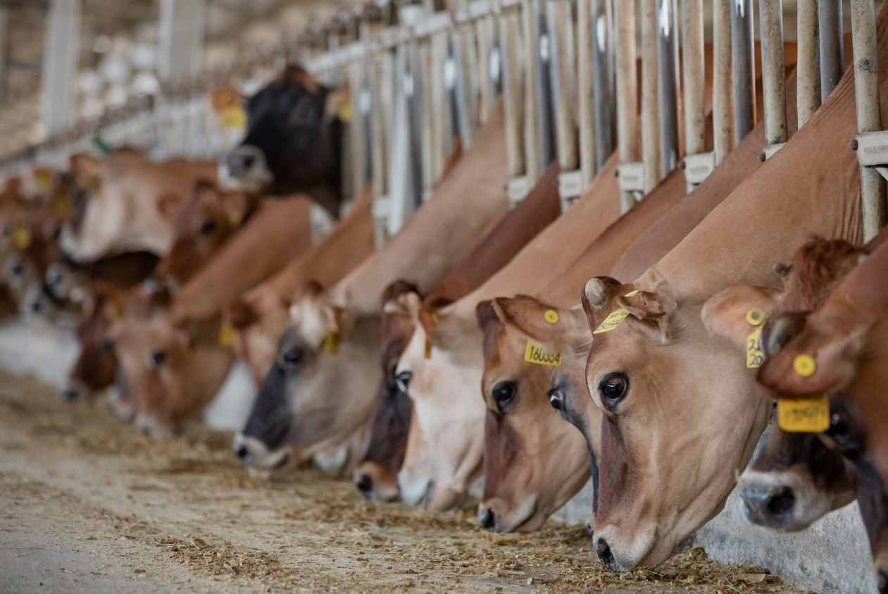 官宣啟晨奶粉系列代言人張歆藝推出全新TVC